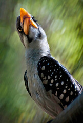 Hornbill Looking Upward in Profile