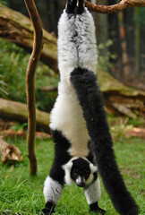 Ruffed Lemur Hanging by Arms