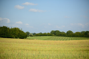 green field and blue sky,The field, likely containing ripe wheat or another grain, stretches into the distance, with a line of lush green trees marking the horizon. The landscape is peaceful 