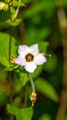 Fototapeta premium Close-up of a delicate white flower (2)