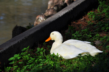 White duck resting on the shore of the lake
