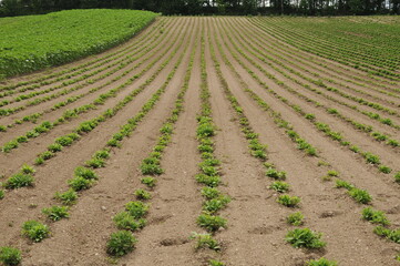 規則的に並んだ開花前の花
