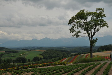 A single tree in Hokkaido