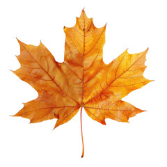 Obraz premium Isolated autumn maple leaf, vibrant orange-yellow hue