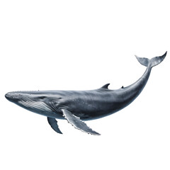 Majestic Fin Whale Swimming in Open Water