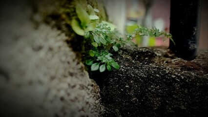 Plants with the scientific name Pilea microphylla