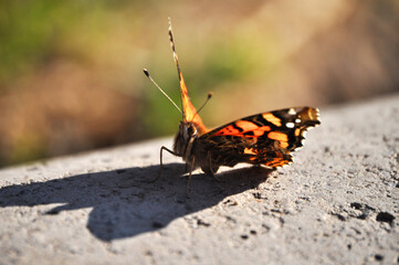 Sun casts shadow of colorful butterfly