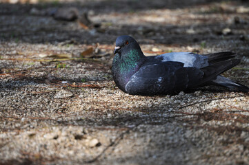 Dove resting in the park