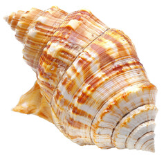 Obraz premium Close-up of a spiral seashell. Striped, light beige and tan colors