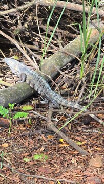 iguana