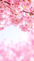 Delicate pink cherry blossoms against a soft sky