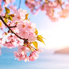 Delicate pink cherry blossoms in spring sunlight over water