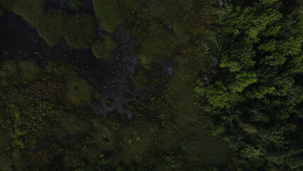 abstract green background