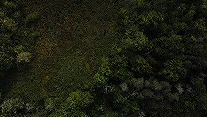 Deep ontario forests during drought