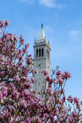 Campanile Sather Tower with Blooming Magnolia Tree in Spring – UC Berkeley, California © Payson