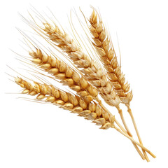 Close-up of three wheat stalks, light golden-brown color.  Ears of grain are full and detailed, with visible seeds.  Against a black background