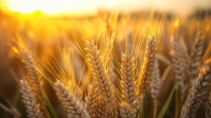 Fototapeta premium Golden wheat field sunset harvest agriculture background food