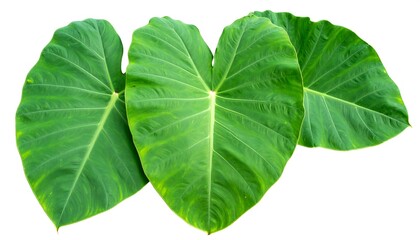 Obraz premium Close-up of three large, vibrant green leaves