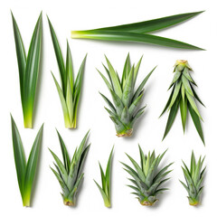 A vibrant and fresh collection of assorted pineapple leaves, their spiky texture and rich green color in sharp focus copy