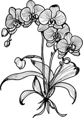 Orchid flower hand sketch