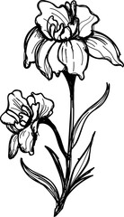 Daffodil flower hand sketch