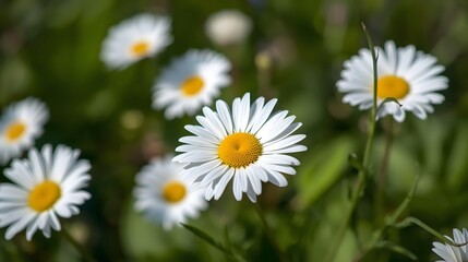 Close up of blooming white daisy flowers with yellow centers in a green meadow under natural sunlight, spring and summer wildflowers in a fresh outdoor environment