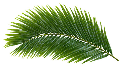 Obraz premium Tropical palm frond isolated on transparent background