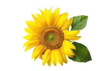 Naklejka premium A vibrant sunflower, bright yellow petals, dark center, and green leaves, isolated on black background