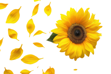 Sunflower petals scattered, central flower