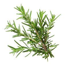 Fototapeta premium Close-up of fresh rosemary sprigs. Bright green, needle-like leaves densely clustered on stems. Sharp, detailed texture. Isolated on black background