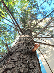 Radiating Branches of a Tall Pine Tree near Rákos-patak