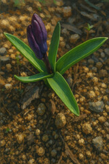 日本で春にヒヤシンスが紫色の花を咲かせています	