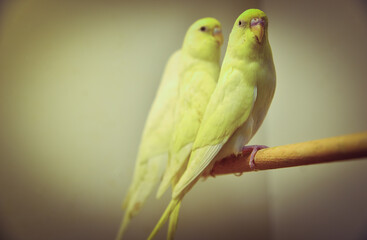 budgies standing on wooden stick
