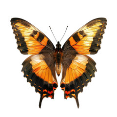 Close-up of a butterfly with vibrant orange and black wings.  Detailed patterns.  Isolated against black background