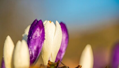 Close-up of Crocus blossoms