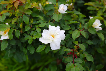 A beautiful rose bush in a public park in Japan