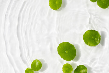 Green centella leaves floating gently in clear rippling water.