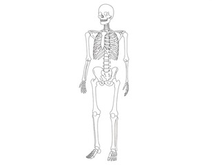 Fototapeta premium Full human skeleton