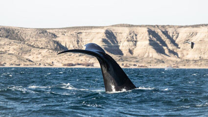 Southern Right Whale Tail Fin (Eubalaena australis) Surfacing in Patagonian Waters, Puerto Piramides, Peninsula Valdes, Chubut, Argentina High quality ícture.