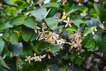 White flower of orange on tree