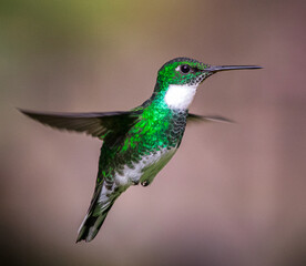 Fototapeta premium Flying White-throated Hummingbird portrait close up high quality macro photography in Tigre, Buenos Aires, Argentina (Leucochloris albicolis). Mid flight photo. 