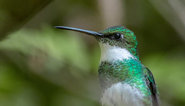 White-throated Hummingbird portrait close up high quality macro photography in Tigre, Buenos Aires, Argentina (Leucochloris albicolis)