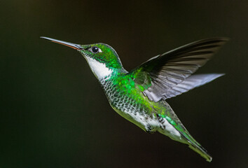 Fototapeta premium Flying White-throated Hummingbird portrait close up high quality macro photography in Tigre, Buenos Aires, Argentina (Leucochloris albicolis). Mid flight photo. 