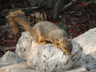 squirrel on a rock