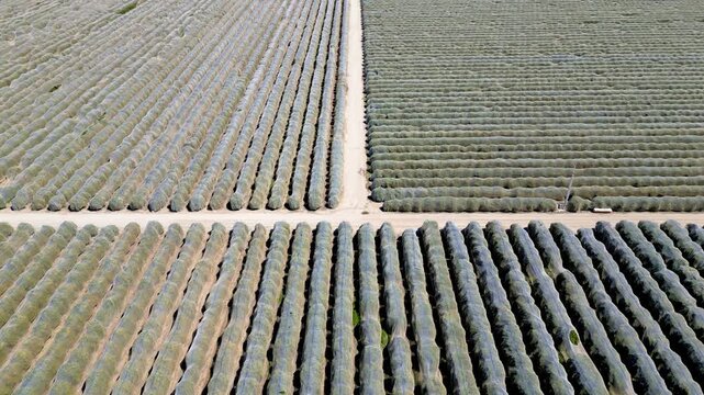 Plants are covered to protect winter cold in the filds near Bakersfield, California in winter time.