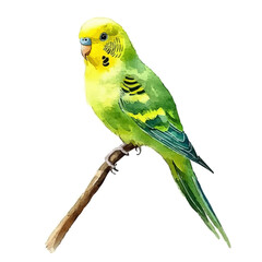 Budgerigar, watercolor drawing vector, isolated on a white background.