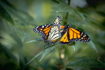 Mating Behavior of Endangered Monarch Butterflies on Green Foliage.