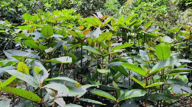 Kratom plants grow wild and abundantly in the tropical nature of Kalimantan