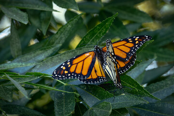 Mating Behavior of Endangered Monarch Butterflies on Green Foliage.