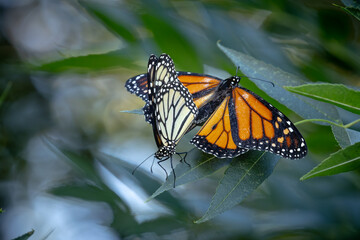 Mating Behavior of Endangered Monarch Butterflies on Green Foliage.